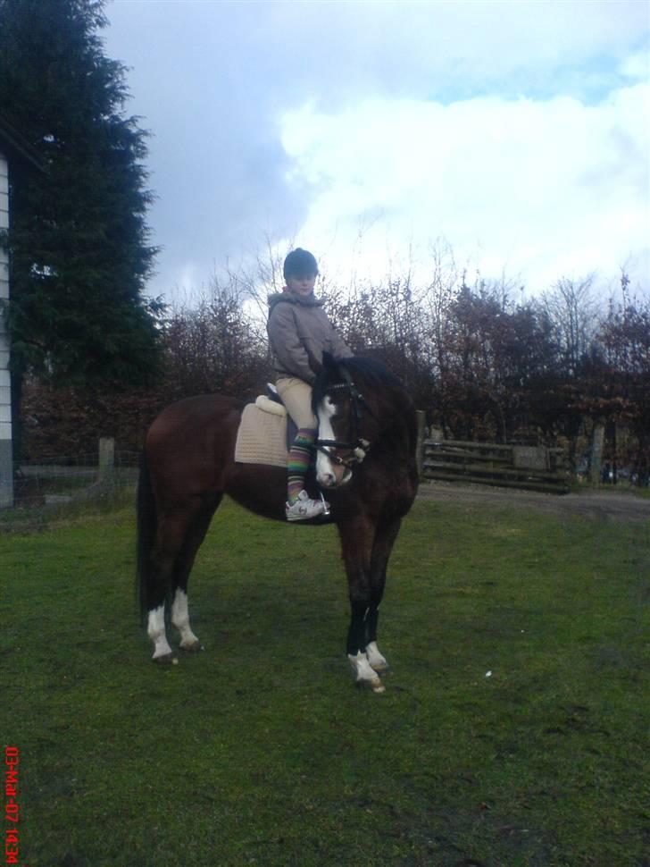 Dansk Varmblod bachus *Solgt* billede 1