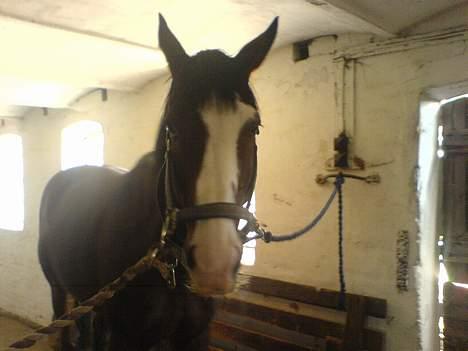 Dansk Varmblod bachus *Solgt* billede 2