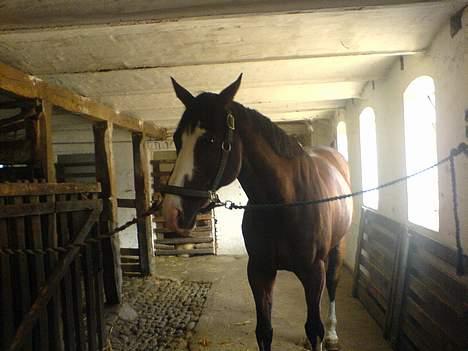 Dansk Varmblod bachus *Solgt* billede 3