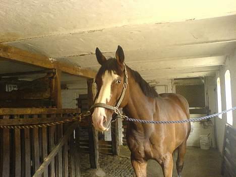 Dansk Varmblod bachus *Solgt* billede 4