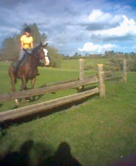 Dansk Varmblod bachus *Solgt* billede 5