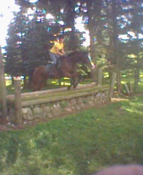 Dansk Varmblod bachus *Solgt* billede 6