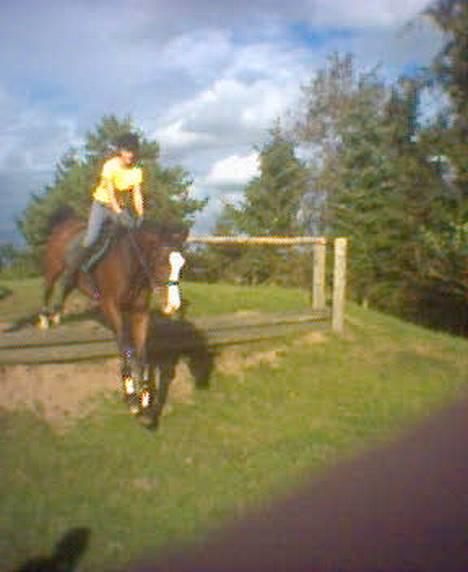 Dansk Varmblod bachus *Solgt* billede 7