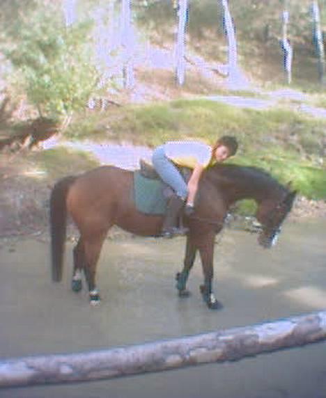 Dansk Varmblod bachus *Solgt* billede 8