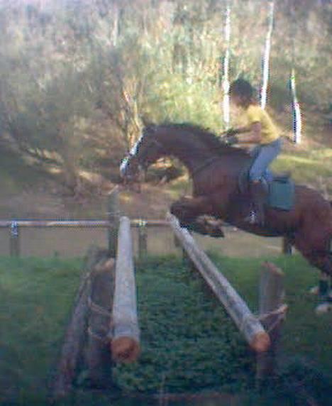 Dansk Varmblod bachus *Solgt* billede 9