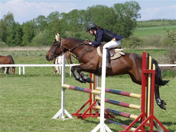 Connemara Pegasus solgt - bette stævne billede 1