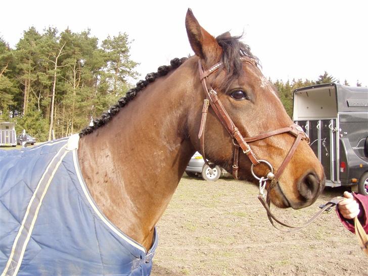 Connemara Pegasus solgt - stævne 4 års billede 2