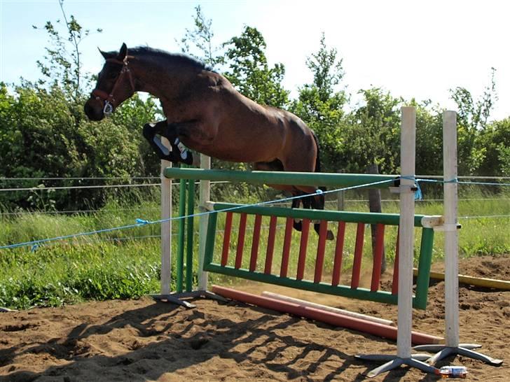 Connemara Pegasus solgt - lidt hop billede 3