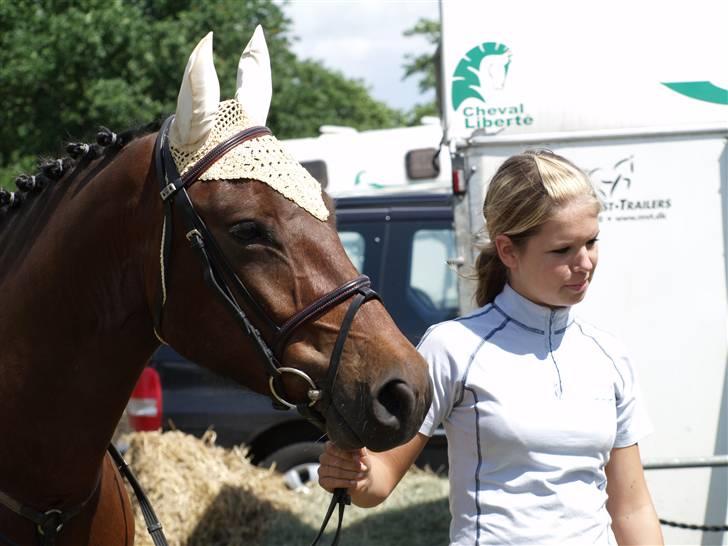 Connemara Pegasus solgt - pegasus og hestepasser på kalle billede 4