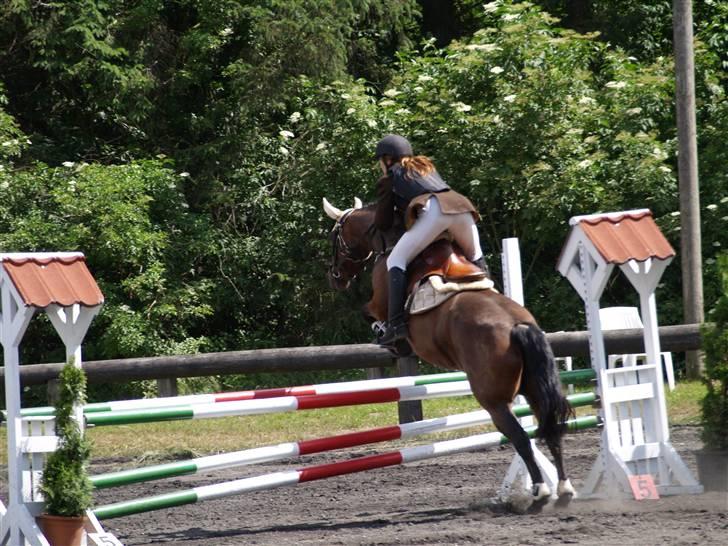 Connemara Pegasus solgt - hopp billede 6