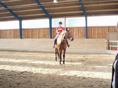 Dansk Varmblod Macon - er lige ved at skridte varm.<3 billede 1