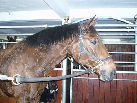 Dansk Varmblod Macon - Macon på staldgangen, hvad sker der dernede?? billede 2