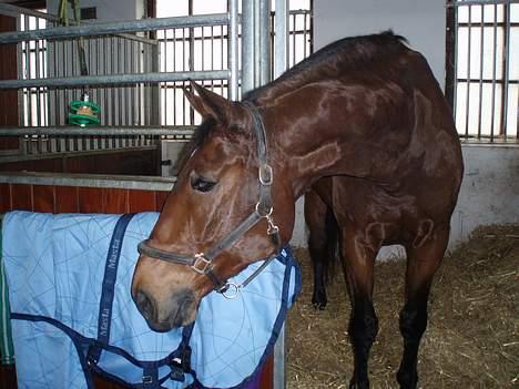 Dansk Varmblod Macon - Hygge i stalden <3<3 billede 3