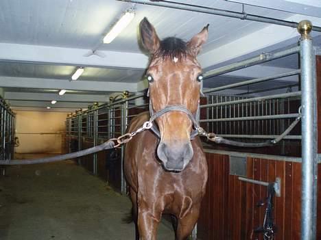 Dansk Varmblod Macon billede 4