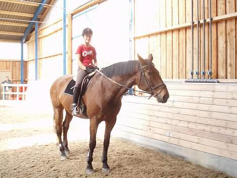 Dansk Varmblod Macon billede 5