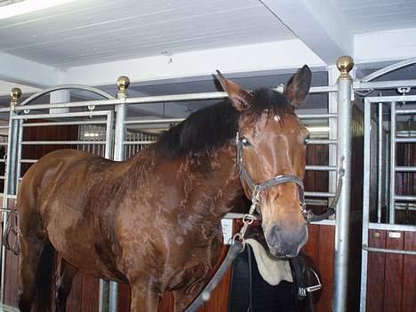 Dansk Varmblod Macon - Macon er meget træt.. <3<3 billede 6