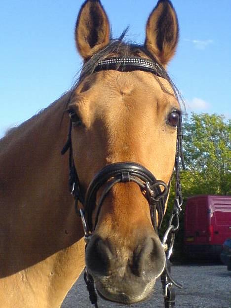 Anden særlig race *HIMMELHEST* elevhest Laban! - Laban billede 1