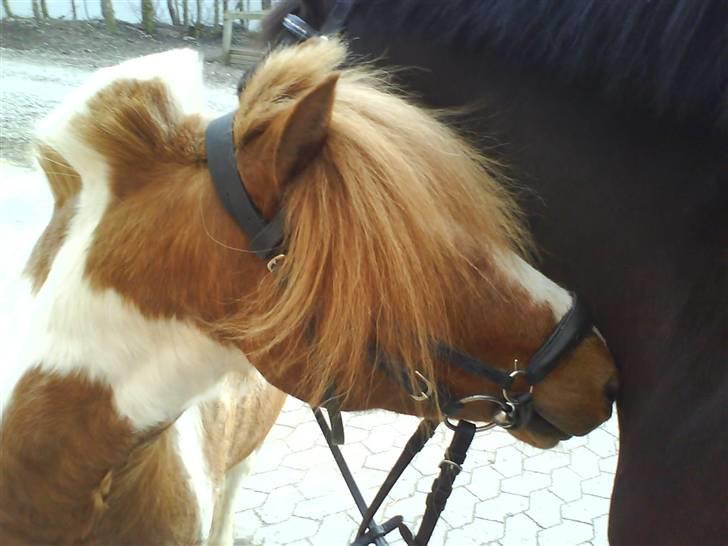 Anden særlig race Ni-Chan´s Babyboy - Bebse snuser til Zander :) billede 7