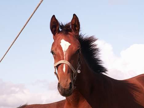 Oldenborg Borgstrøms Paquita(SOLGT) billede 13