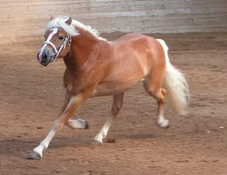 Haflinger Skelgårdens Aslan HINGST - Kåring 2005 - Aslan 2½ år billede 12