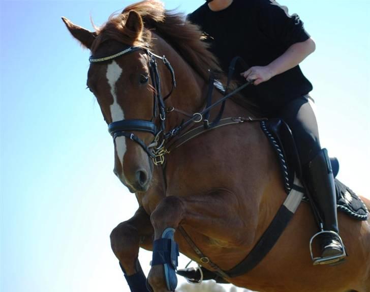 Knabstrupper Max Bounty *solgt* - Bounty og jeg til springtræning. Foto: Sally billede 1