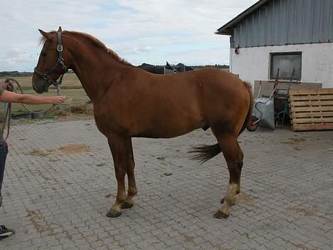 Knabstrupper Max Bounty *solgt* - Bounty i helhed, som 3års maj 2006 billede 3