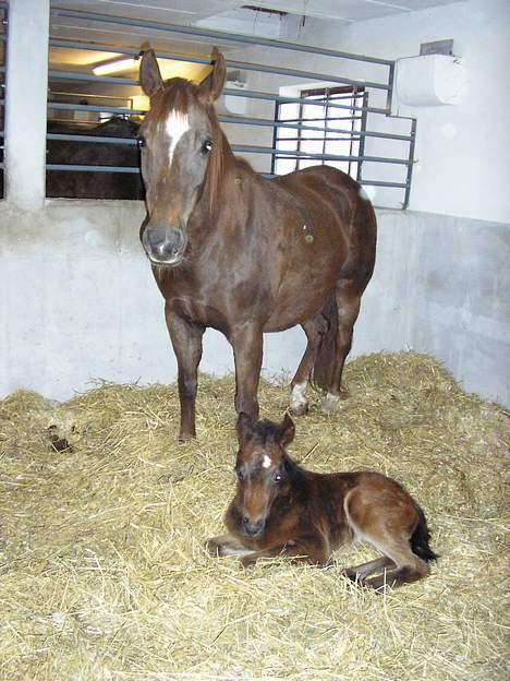 New Forest Langmarksgård Hippodermea (himmelhest) - stolt mor med jolie billede 6