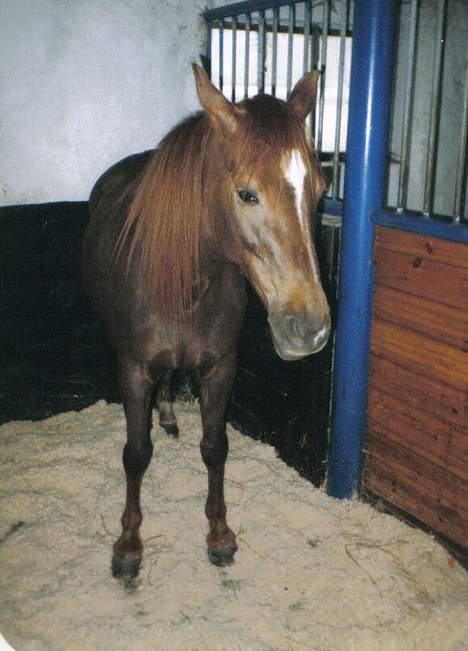 New Forest Langmarksgård Hippodermea (himmelhest) - Hippo morgenen efter hun havde født Goliath billede 7