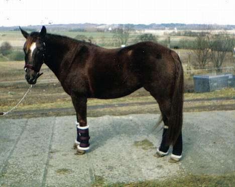 New Forest Langmarksgård Hippodermea (himmelhest) - Hippo taget inden afgang til stævne billede 8