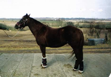 New Forest Langmarksgård Hippodermea (himmelhest) - inden stævne igen hun er 6 år   billede 9