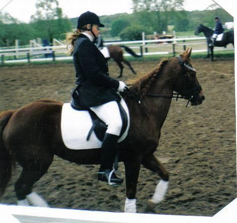 New Forest Langmarksgård Hippodermea (himmelhest) - et af de sidste dressur stævner vi var til billede 10