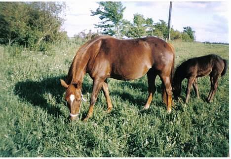 New Forest Langmarksgård Hippodermea (himmelhest) - Hippo på marken med goliath billede 11