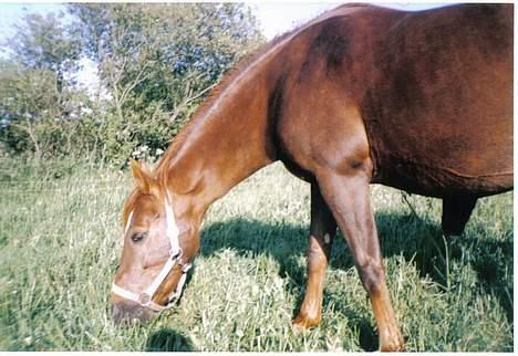New Forest Langmarksgård Hippodermea (himmelhest) billede 12
