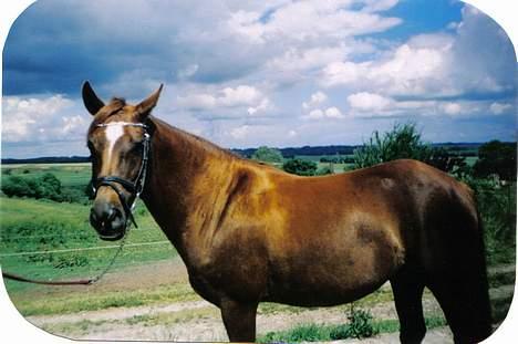 New Forest Langmarksgård Hippodermea (himmelhest) - hippo 8 år billede 13