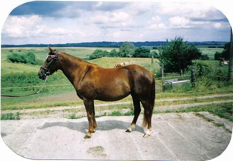 New Forest Langmarksgård Hippodermea (himmelhest) - hippo igen billede 14