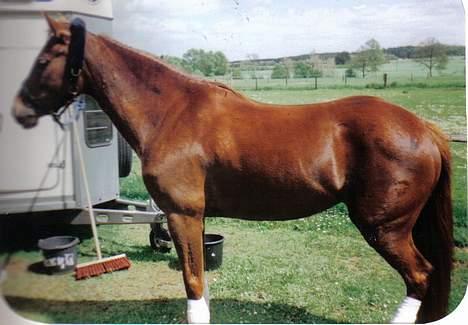 New Forest Langmarksgård Hippodermea (himmelhest) billede 15