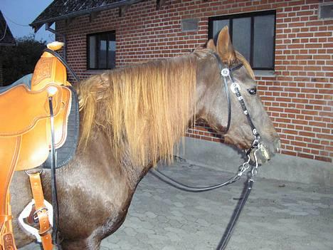 New Forest Langmarksgård Hippodermea (himmelhest) - hippo med sin nye sadel en aften vi lige har været ude og ride billede 16