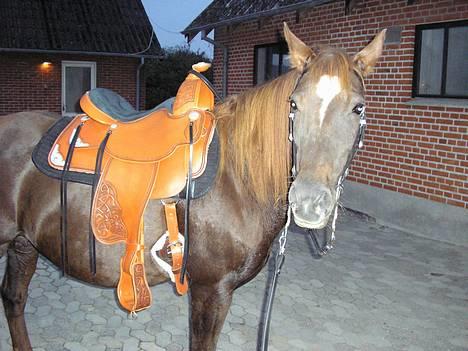 New Forest Langmarksgård Hippodermea (himmelhest) - hippo igen om aftenen billede 17