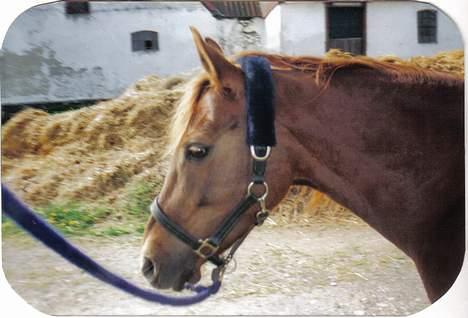 New Forest Langmarksgård Hippodermea (himmelhest) billede 18