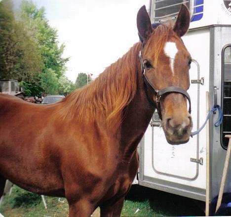 New Forest Langmarksgård Hippodermea (himmelhest) - hippo ude på stævne pladsen billede 19