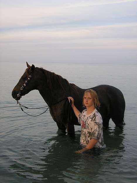 New Forest Langmarksgård Hippodermea (himmelhest) - hippo ved stranden sidste år billede 20
