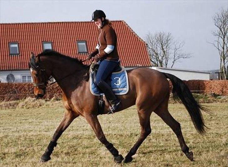 Dansk Varmblod limbo - Træning fredag d. 13.. Foto. Tabita billede 11