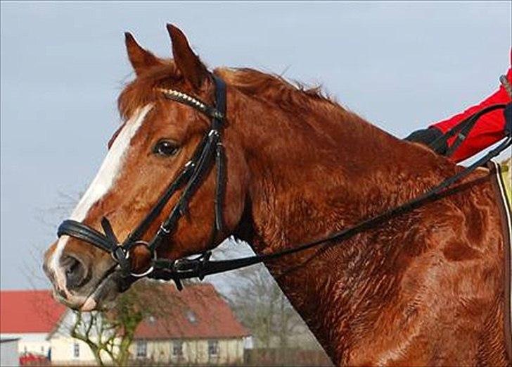 Anden særlig race Tarzan billede 1