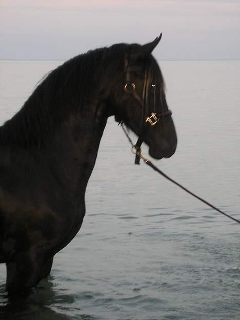 Anden særlig race Goliath - ved stra´nden sidste år billede 6