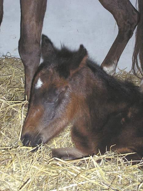 New Forest Jolie (Solgt) billede 10