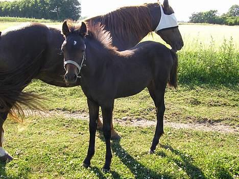 New Forest Jolie (Solgt) billede 11