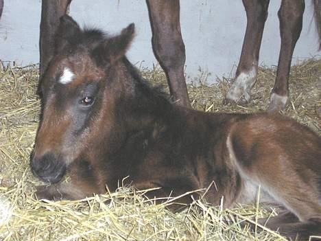 New Forest Jolie (Solgt) billede 16