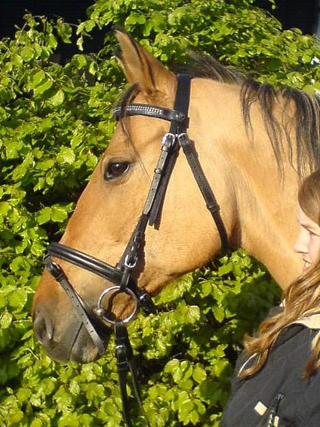 Anden særlig race *HIMMELHEST* elevhest Laban! - Labans Smukke hovde<33 billede 2