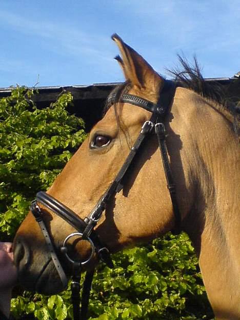 Anden særlig race *HIMMELHEST* elevhest Laban! - Laban´s bedårne Hovde<33 billede 4