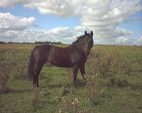 Oldenborg Linka billede 20